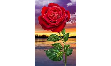 Roses Live Wallpaper for Android - Download the APK from Habererciyes